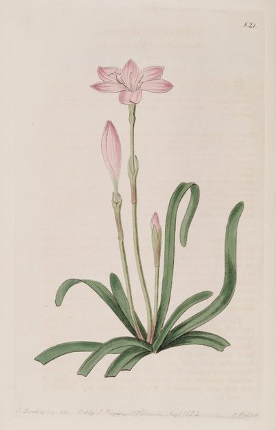 Zephyranthes rosea by Botanical Register